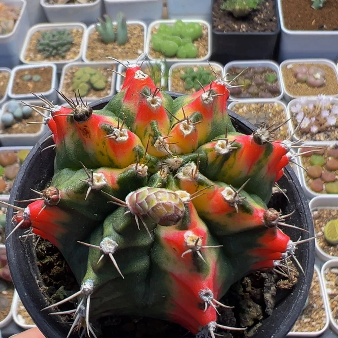 52多肉植物实生母本球