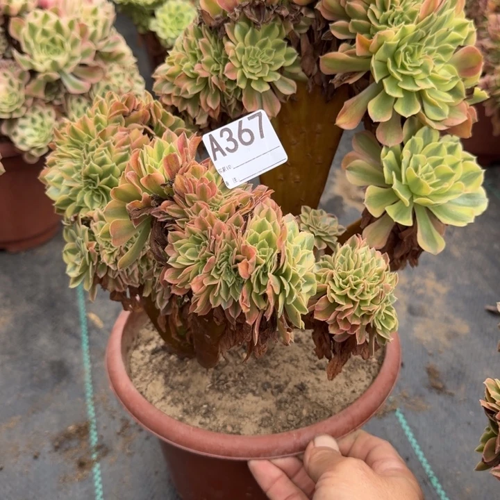 梦幻七彩法师锦缀化不包损367