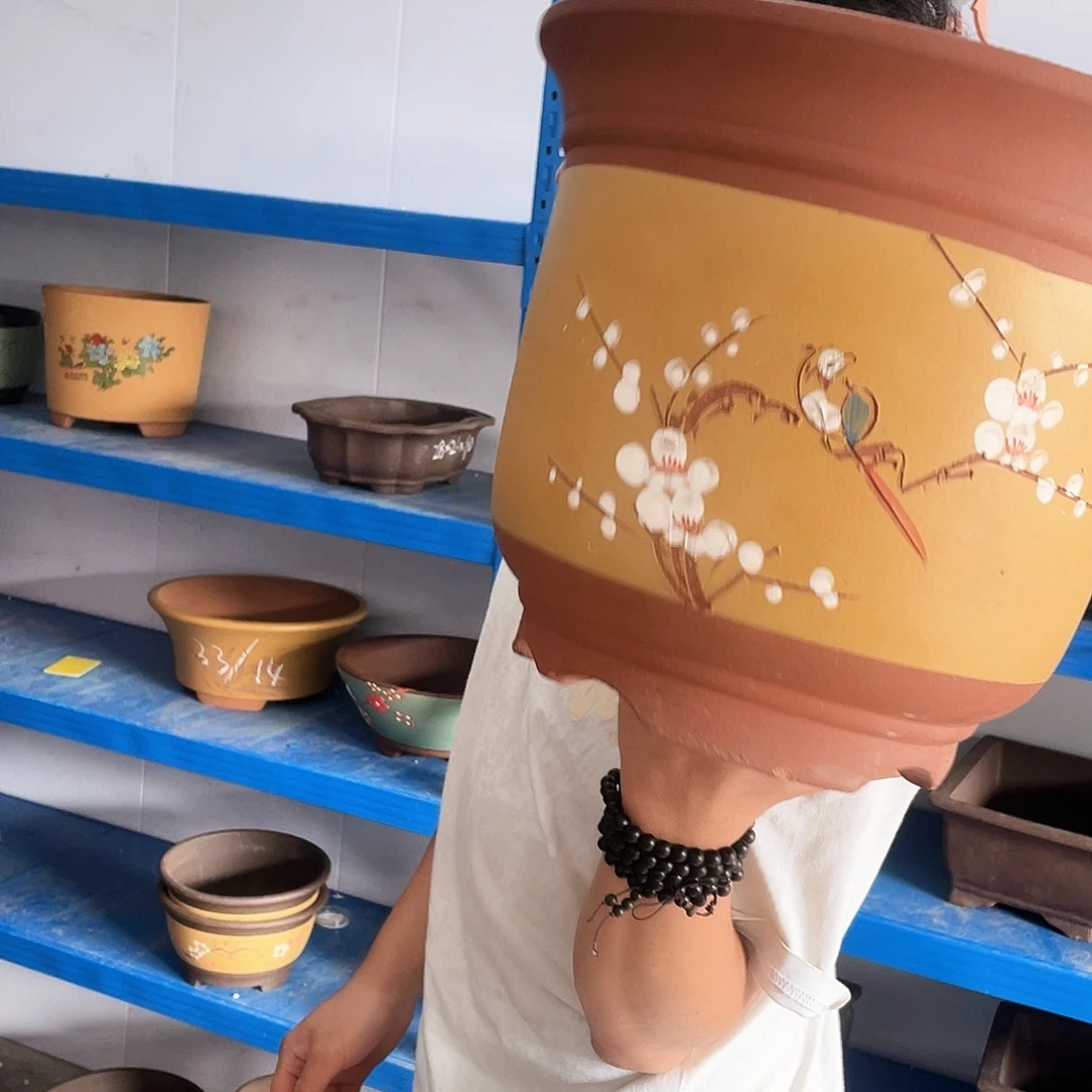 30黄色点菜金钟大花盆紫砂花盆紫砂