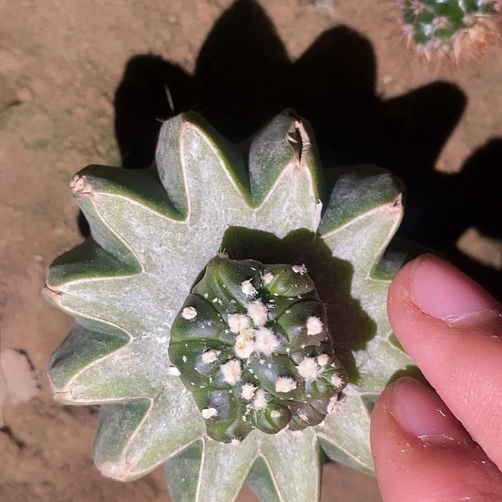 苗接角尤龟甲海星怪胎