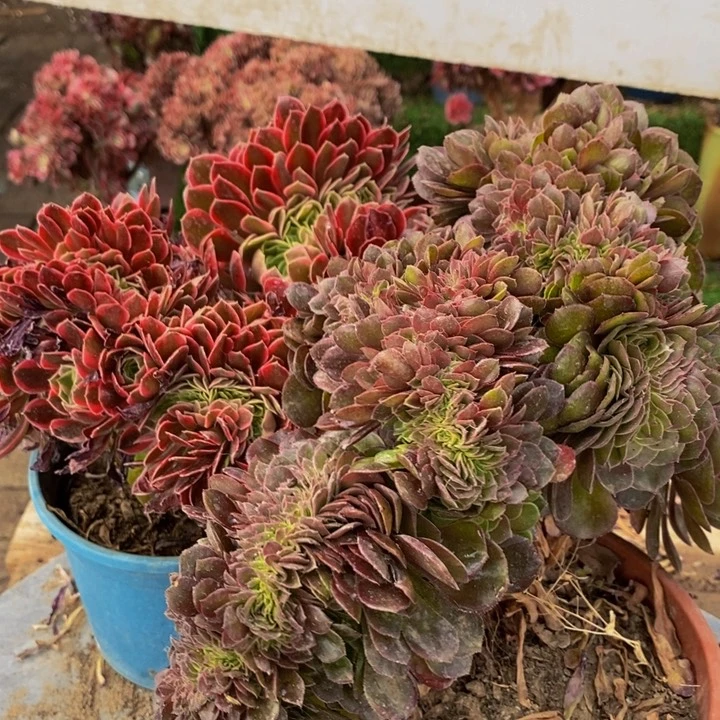 用****8女神➕万圣节缀化多肉1颗