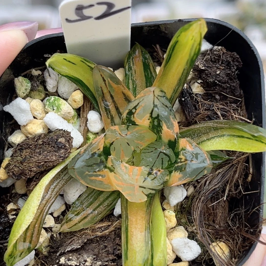 52极上斑花水晶玉露锦福利专场
