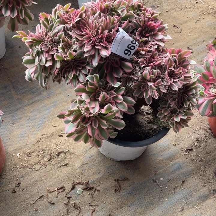 多肉粉女巫缀化，杆子有点瑕疵596