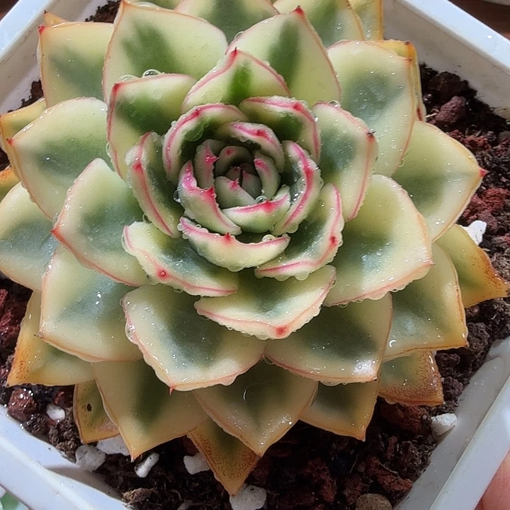 阿斯娜锦，精控紧凑，带小崽