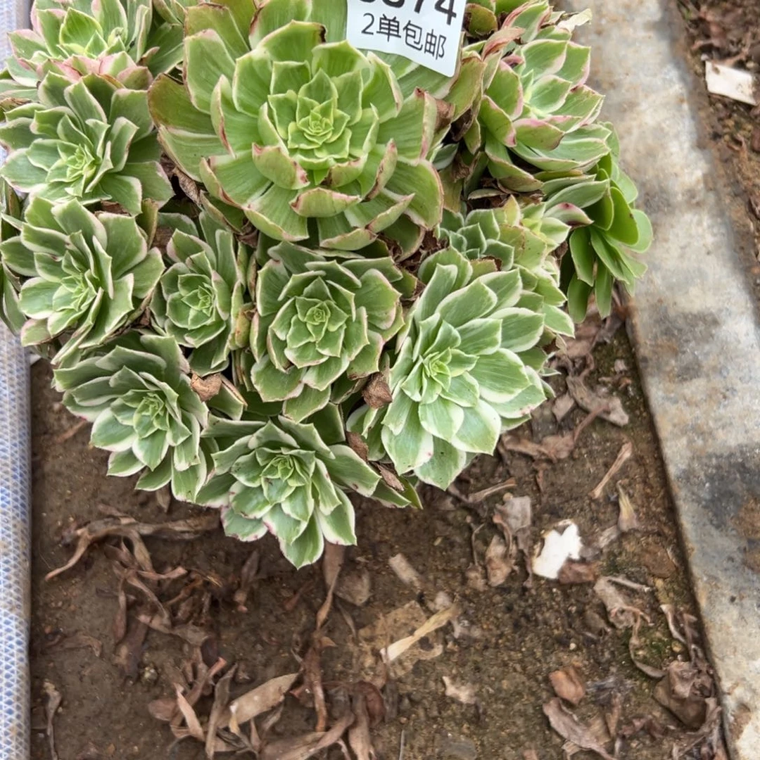 874多肉  水蜜桃不包断头