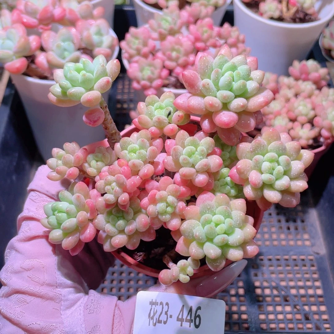 花利美23-446洛可可