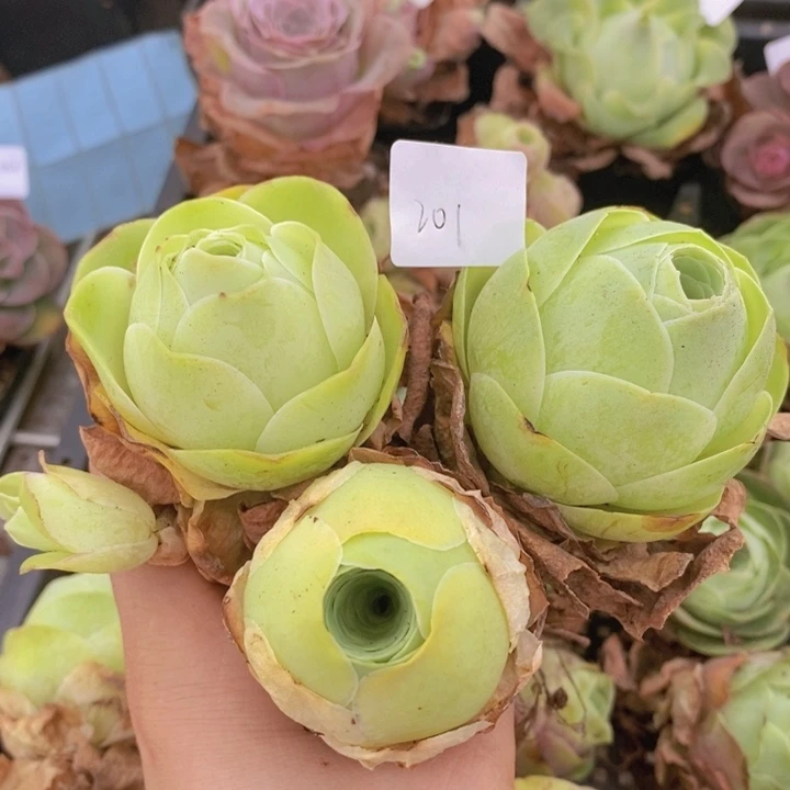 山地玫瑰3颗黄色桃子201