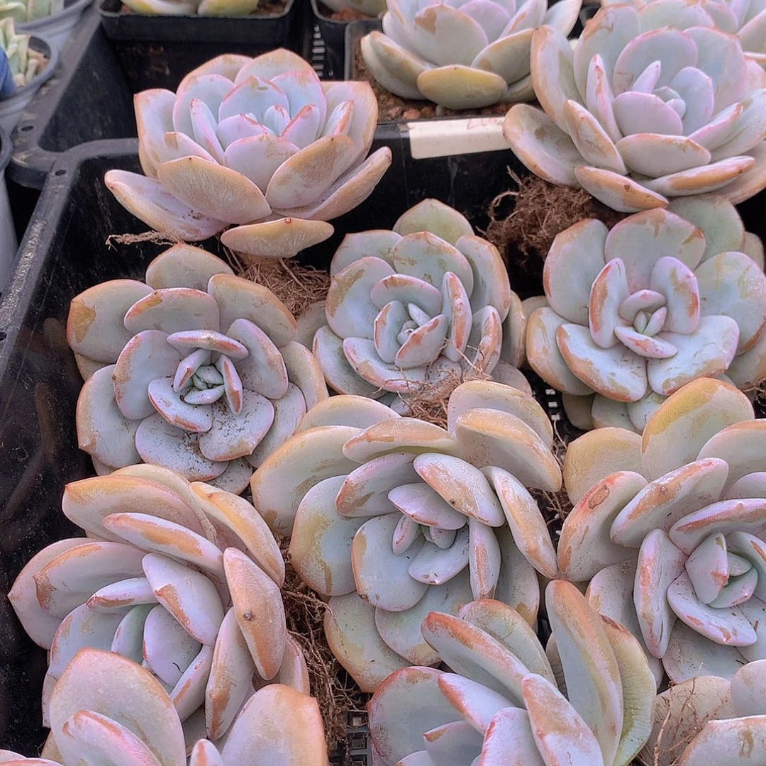 韩奶茶24568899“llpl