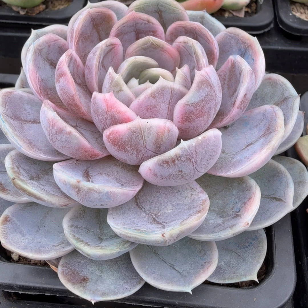 蓝色惊喜 安吉园艺锦