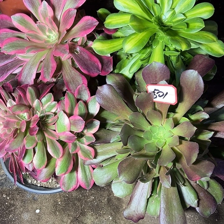 多肉植物501不售后