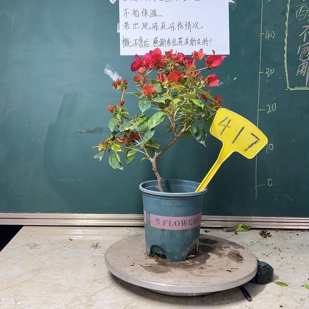 完全开放造型 香港丽人417