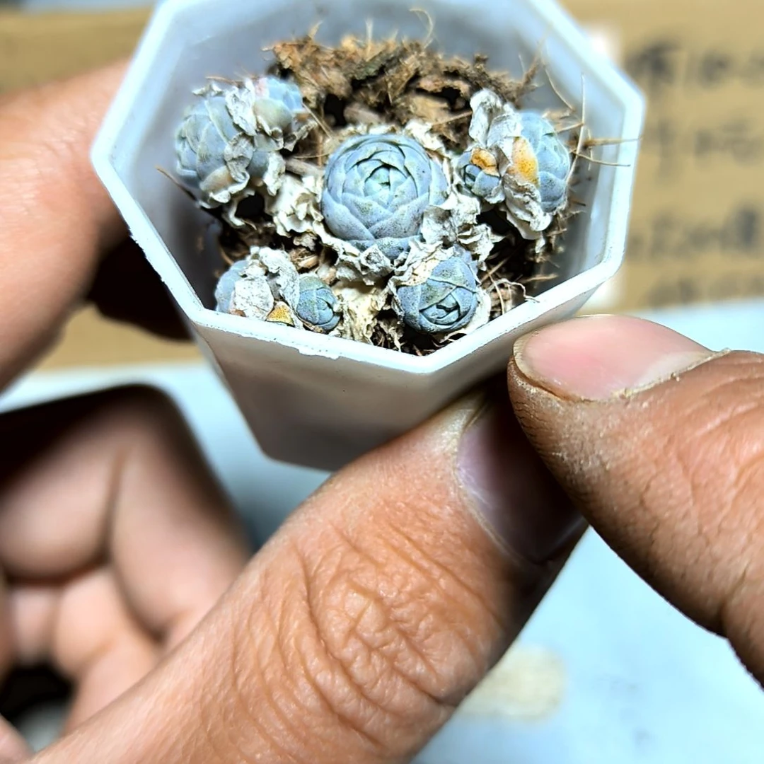 满6元包邮，#子持莲华八角盆小