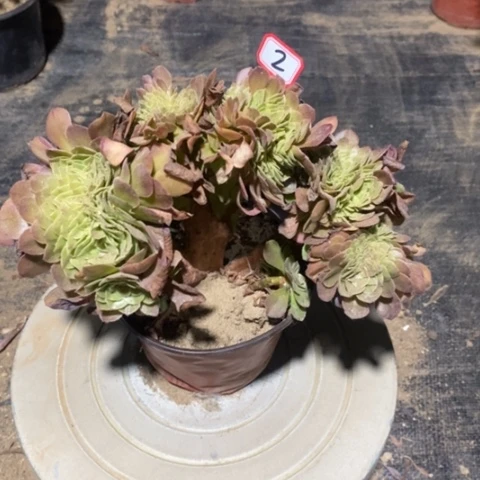 万圣节缀一物一拍