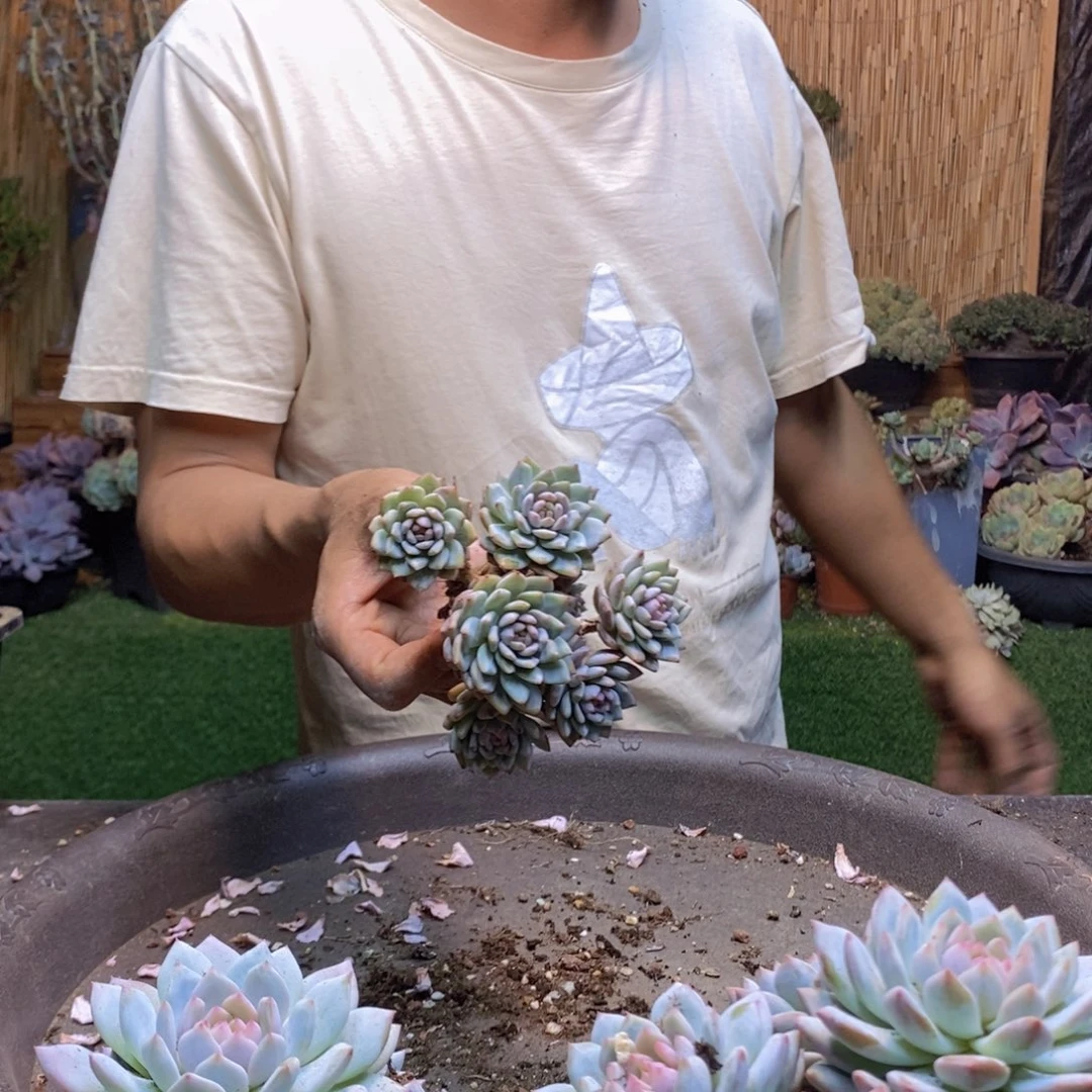 周*丽118 号星星橙多肉