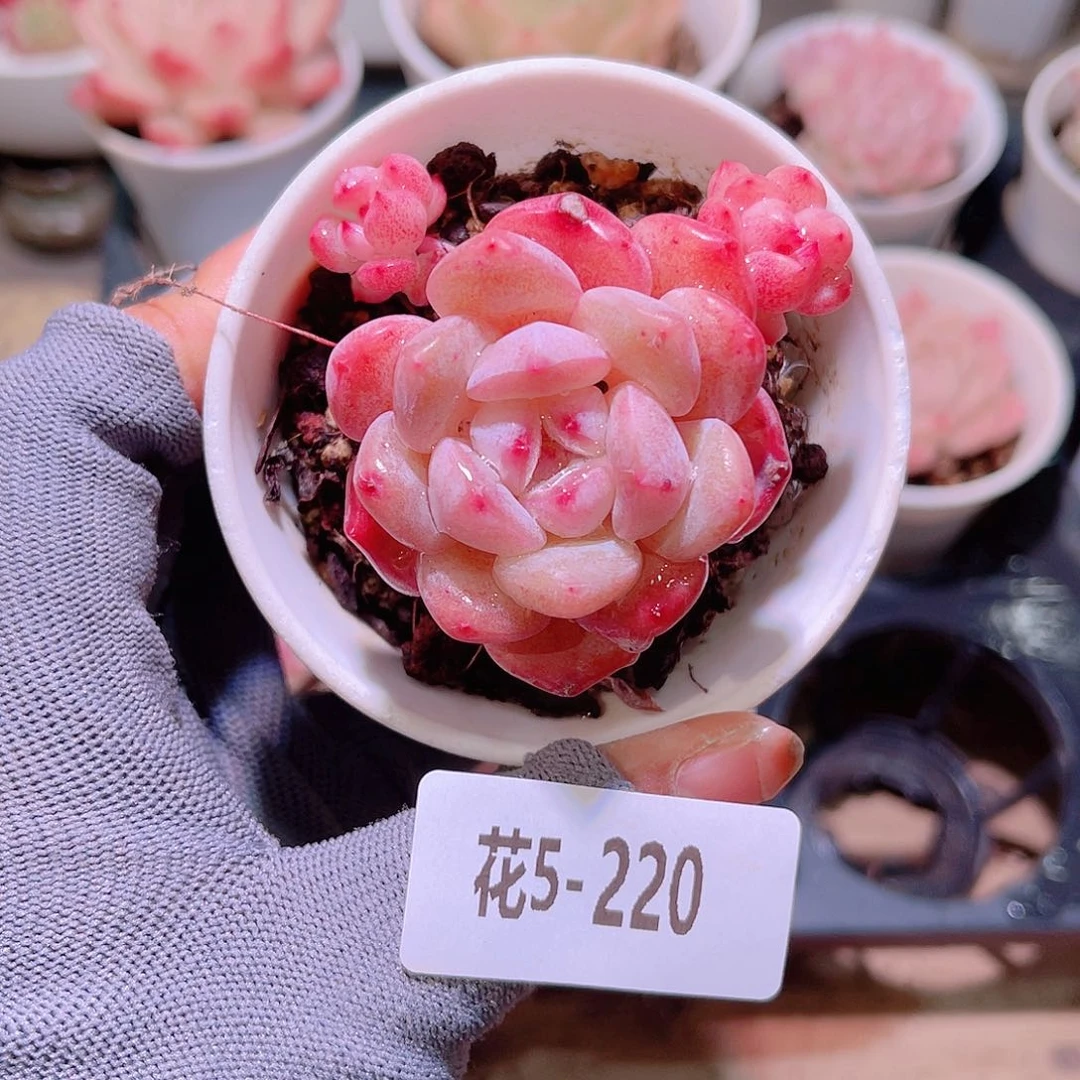 花05-220刚毅带仔