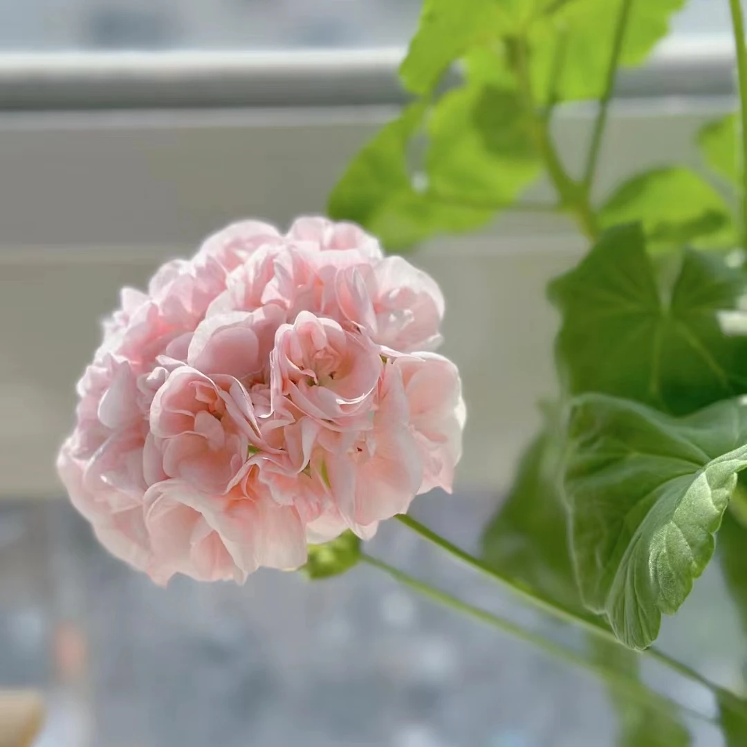 【丹麦女王】中苗发货包对版天竺葵