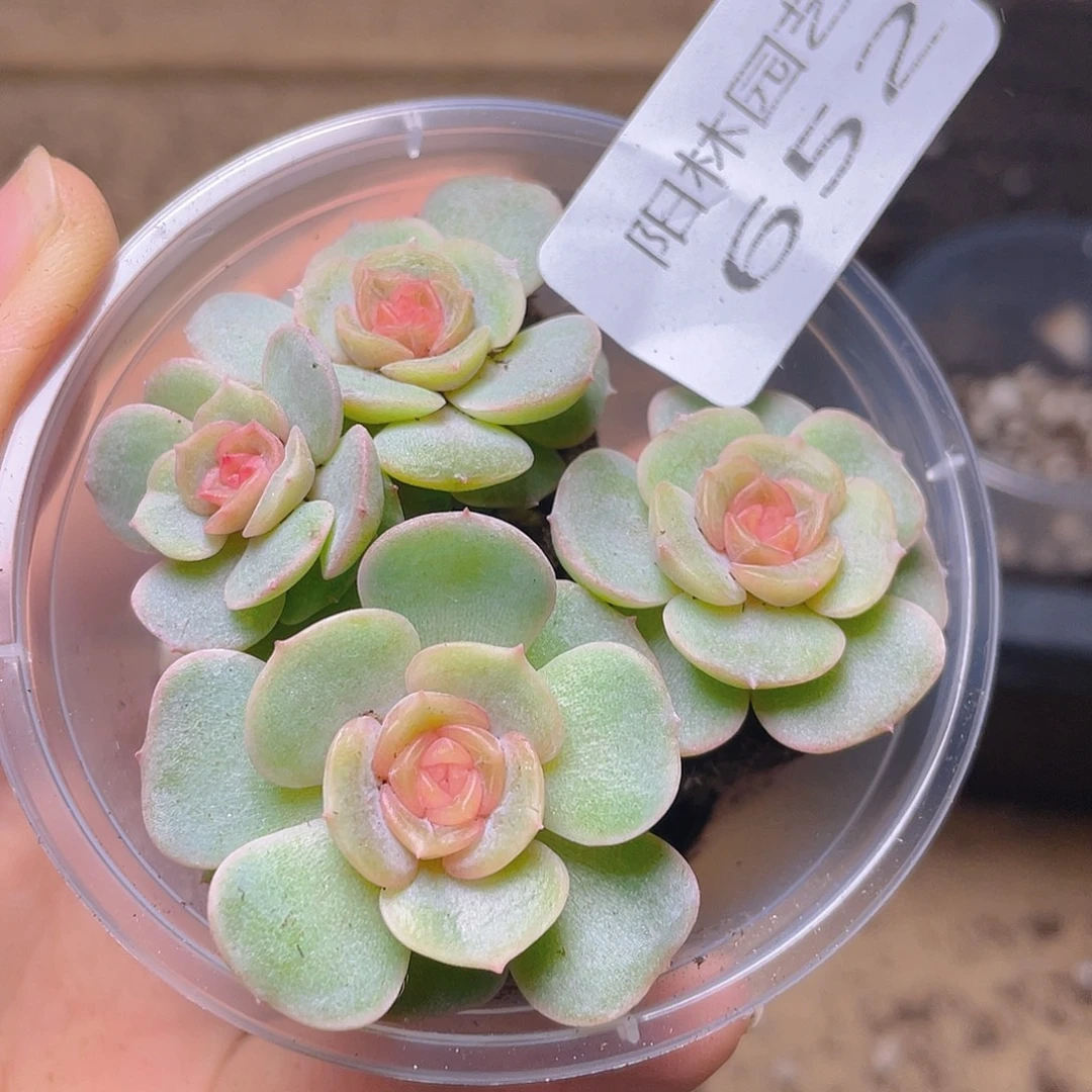 多肉植物多肉植物652