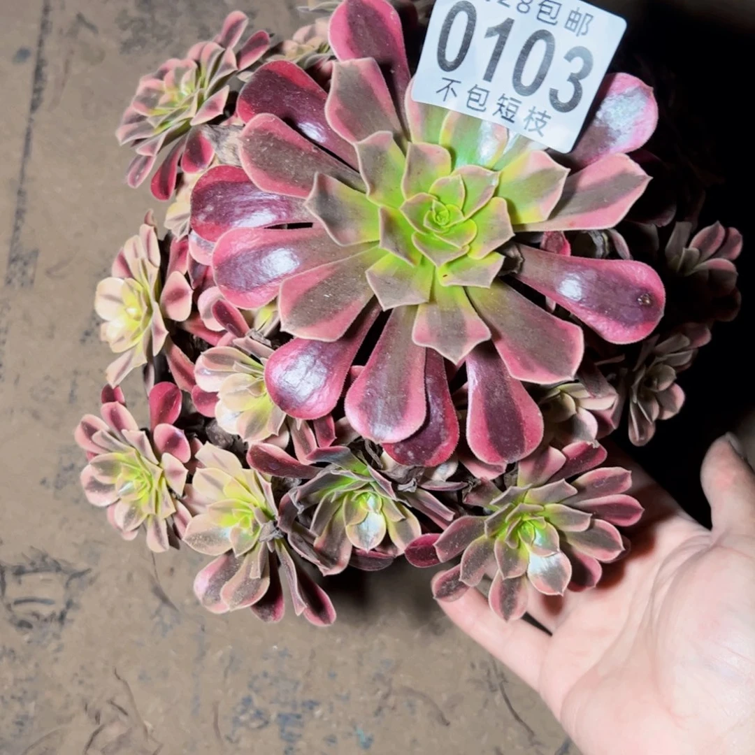 美杜莎多肉植物0103