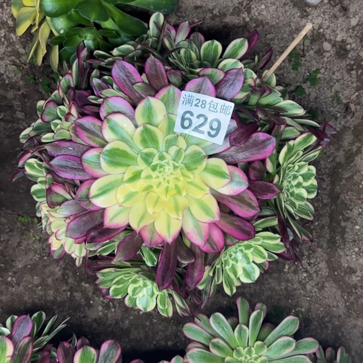 629天和多肉植物