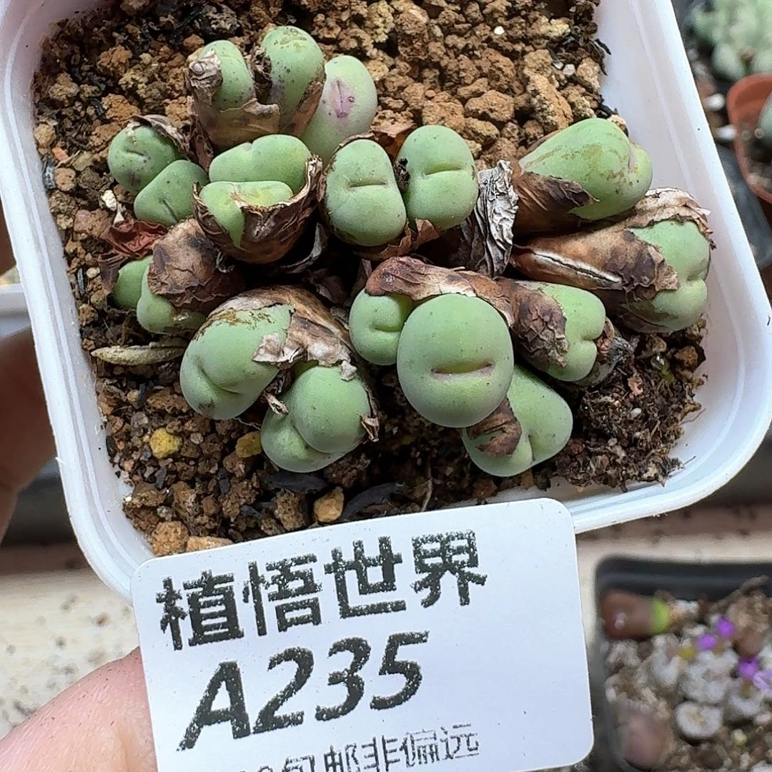 多肉植物的润泽额分