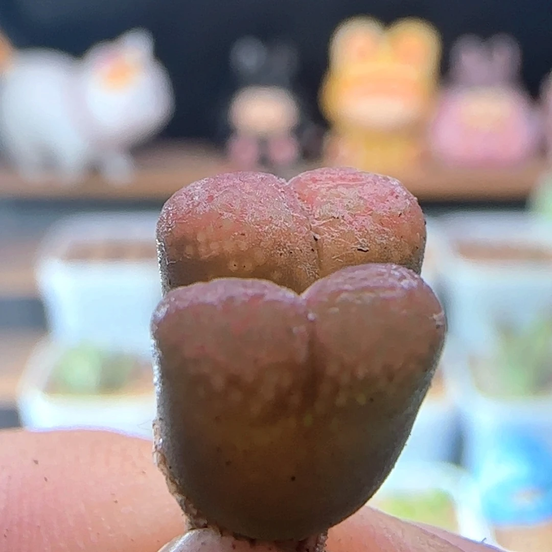 5.10.52/多肉植物/