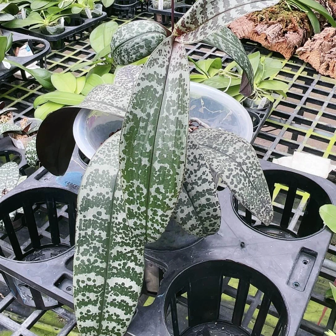 当前无花栽培后可以开花