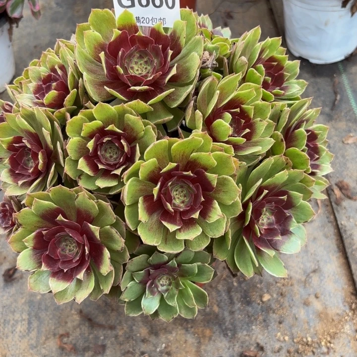 瑞妈多肉植物660干枯玫瑰