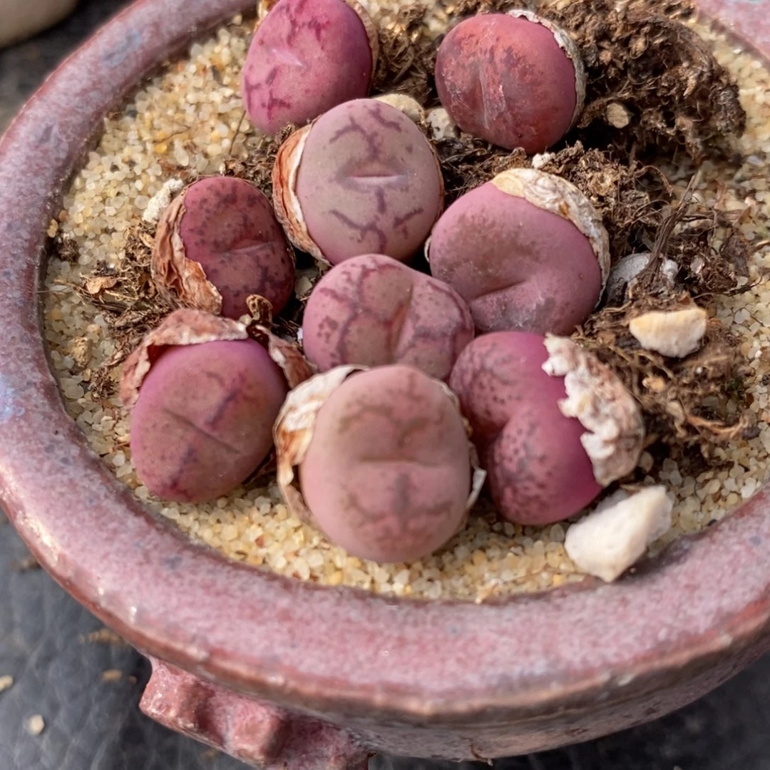 135猴脸纹毛杂一颗