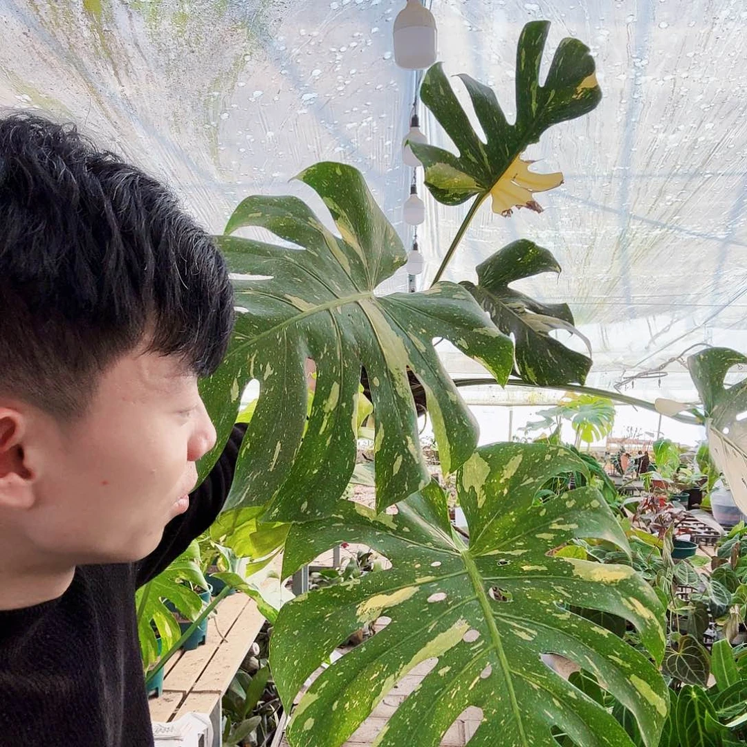 乔***i完全开放定向超大洒金龟背竹