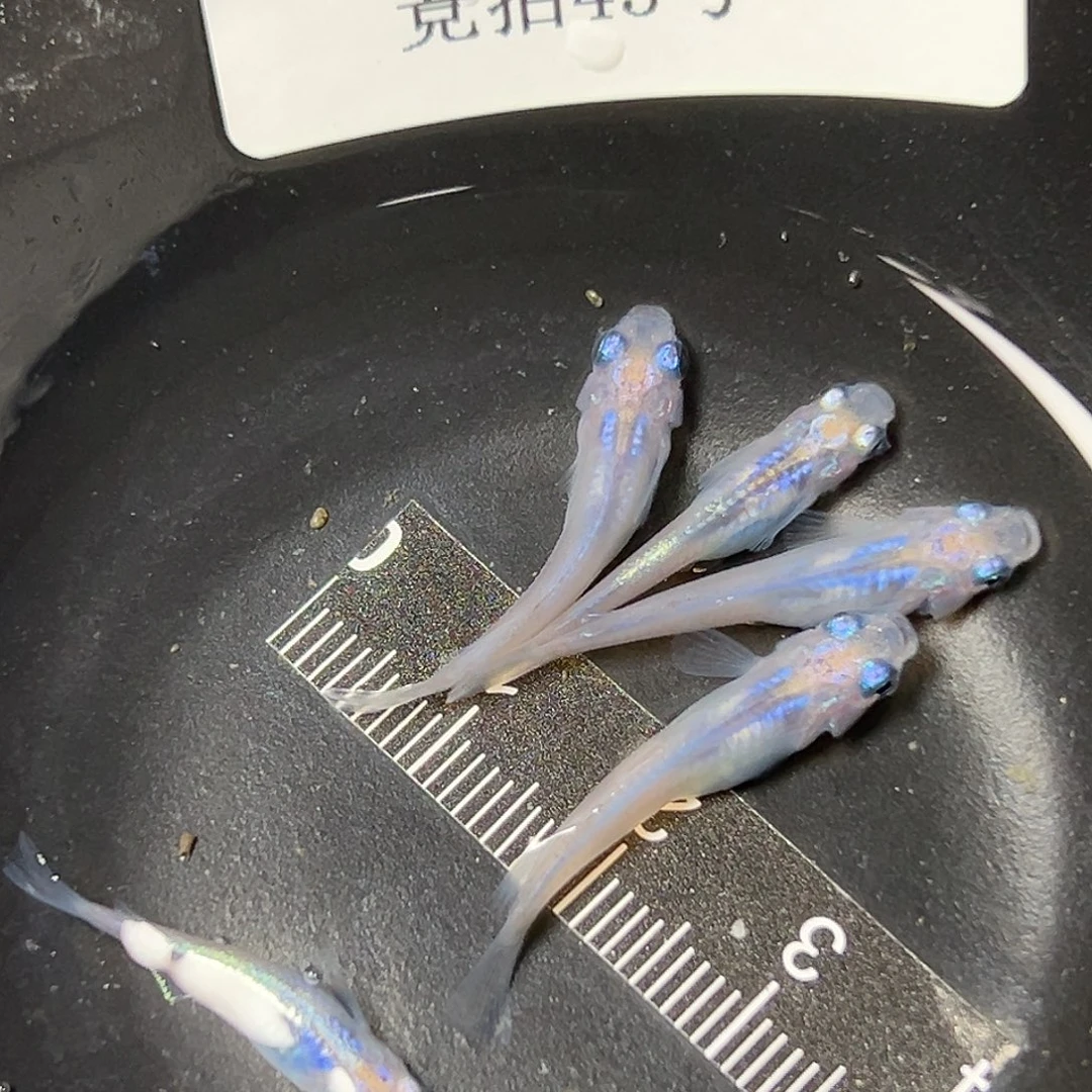 海水观背青鱂水滴45