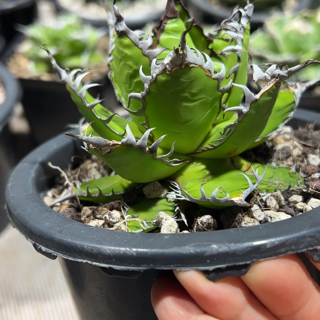 满**痘霍利达龙舌兰植物