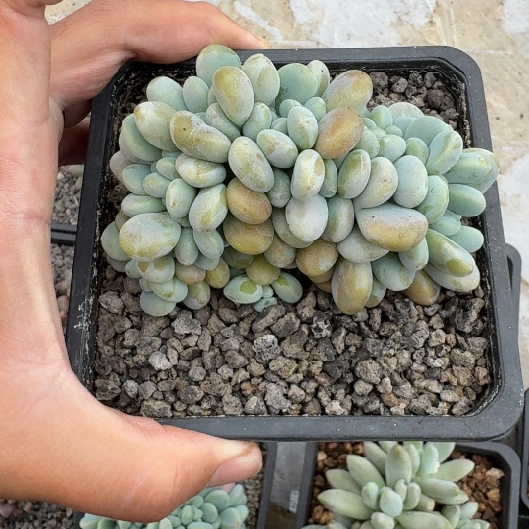 洛神 缀化 一物一拍