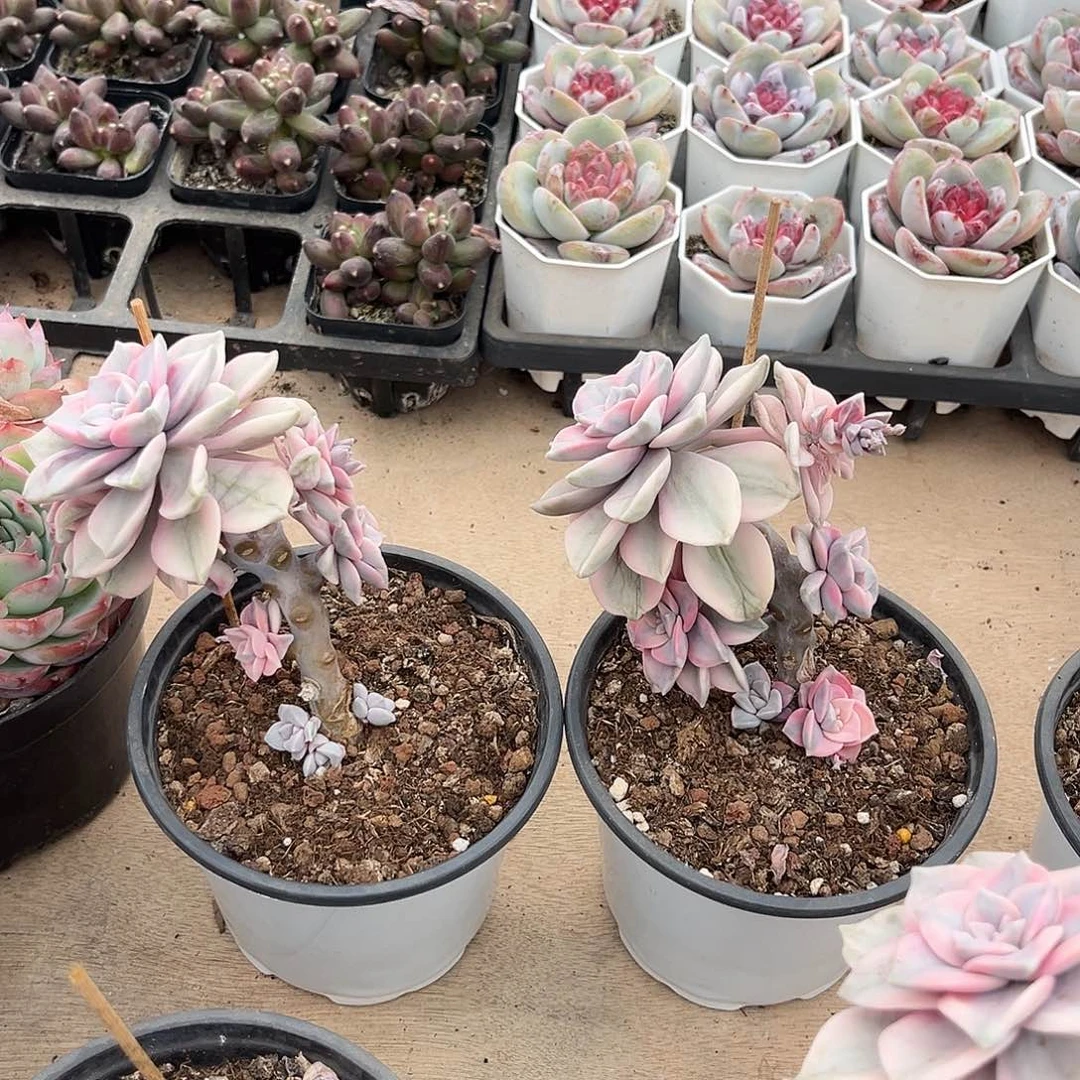 静*静静两盆紫乐锦多肉