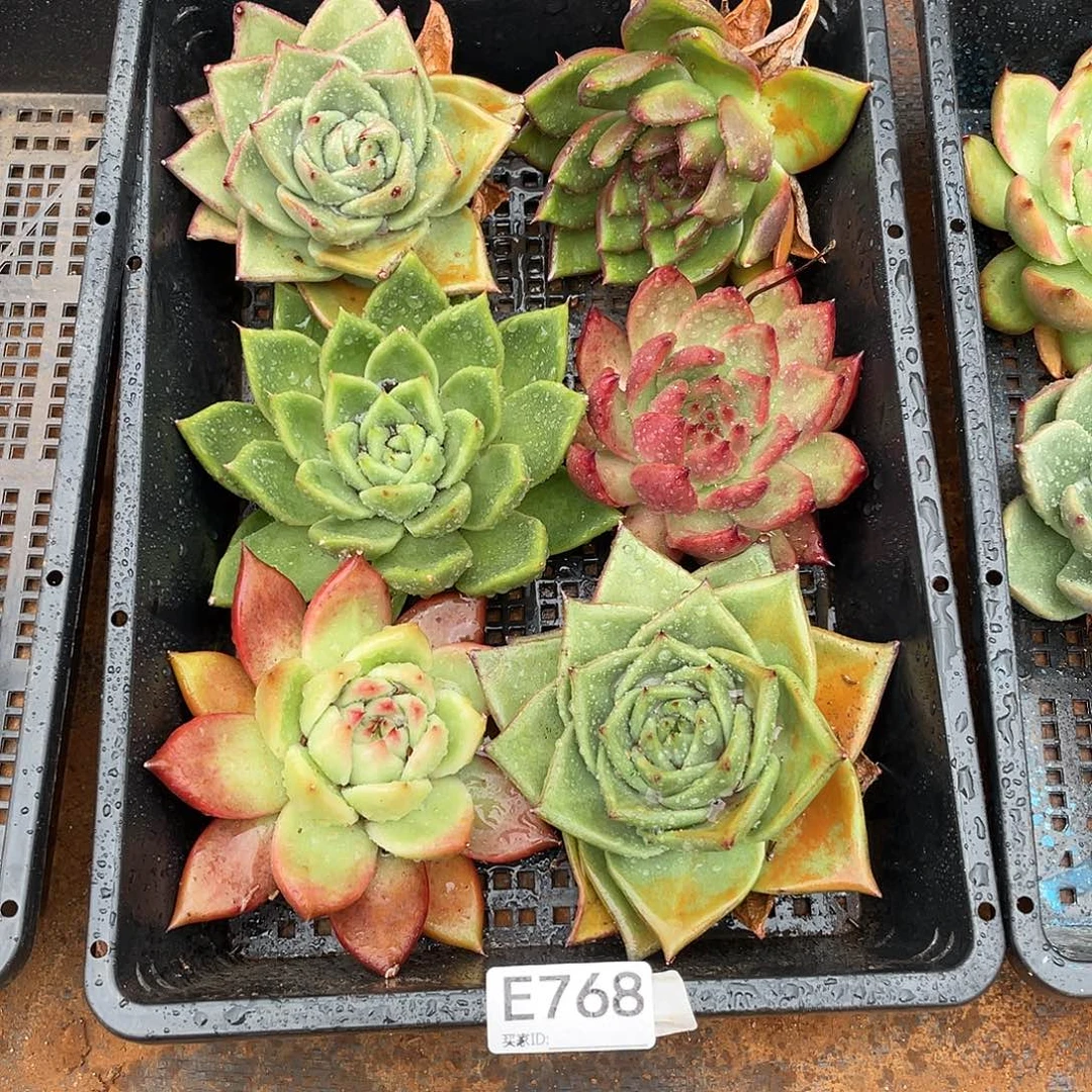 若如东云筐拍E768