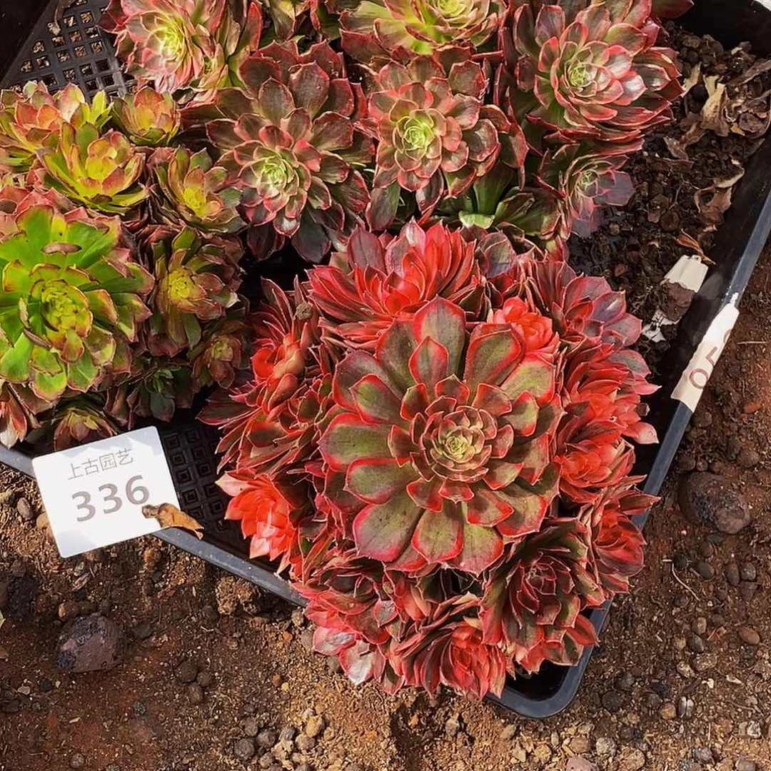 上古园艺多肉植物336