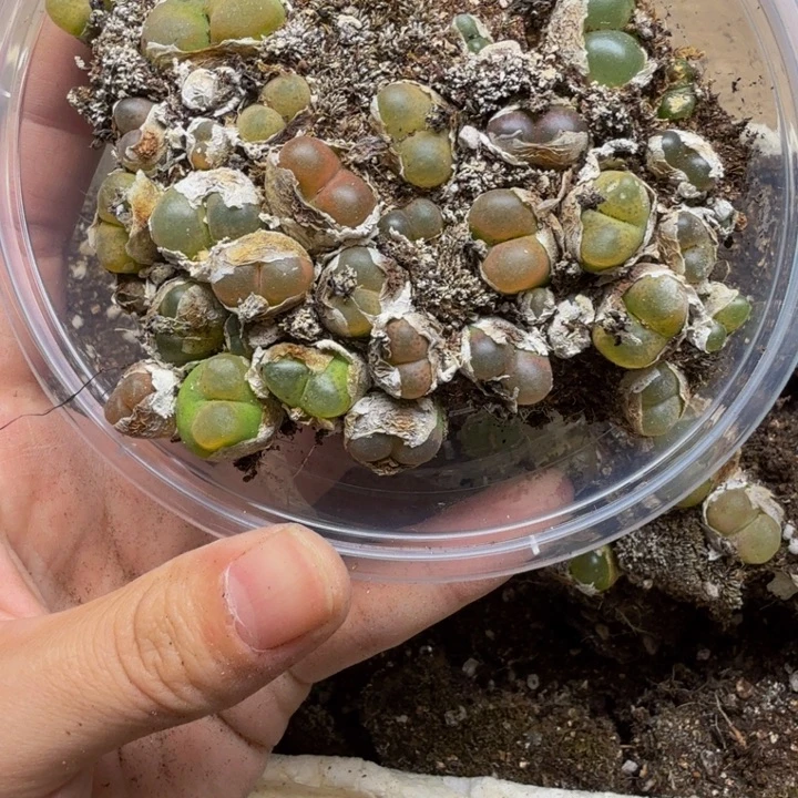 多肉植物的生长发育152