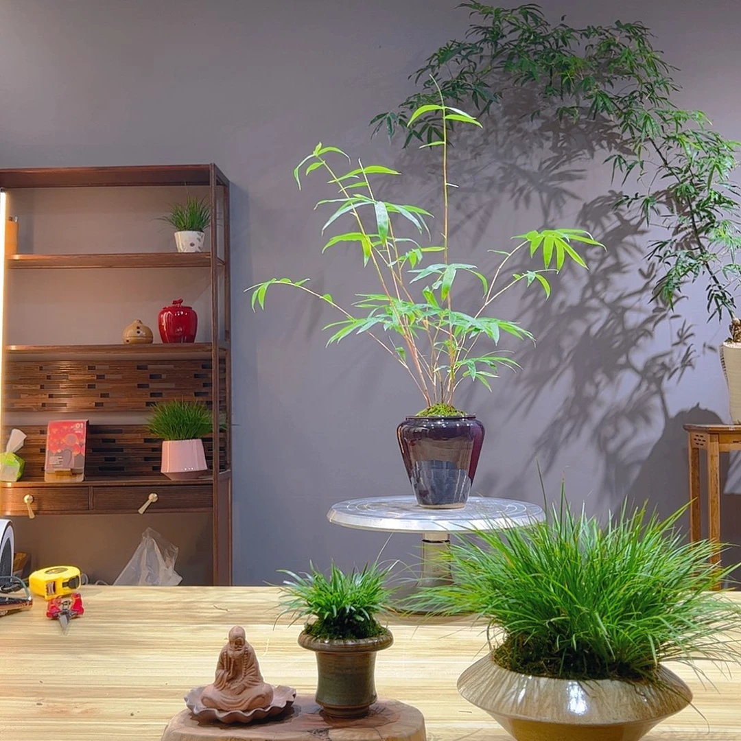 红***叶无花朵老桩精品竹盆景作品