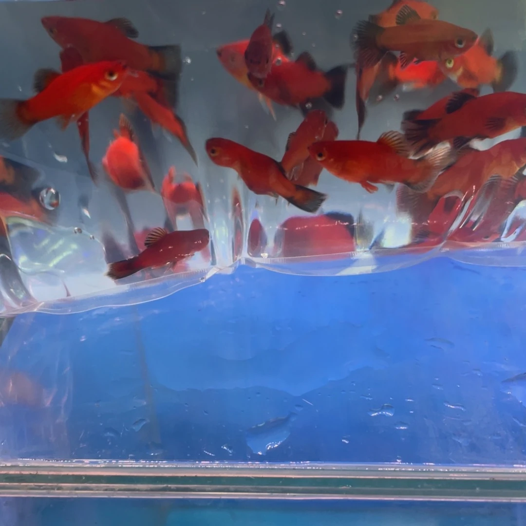 繁殖鱼蟹虾熊猫牡丹10送5备损