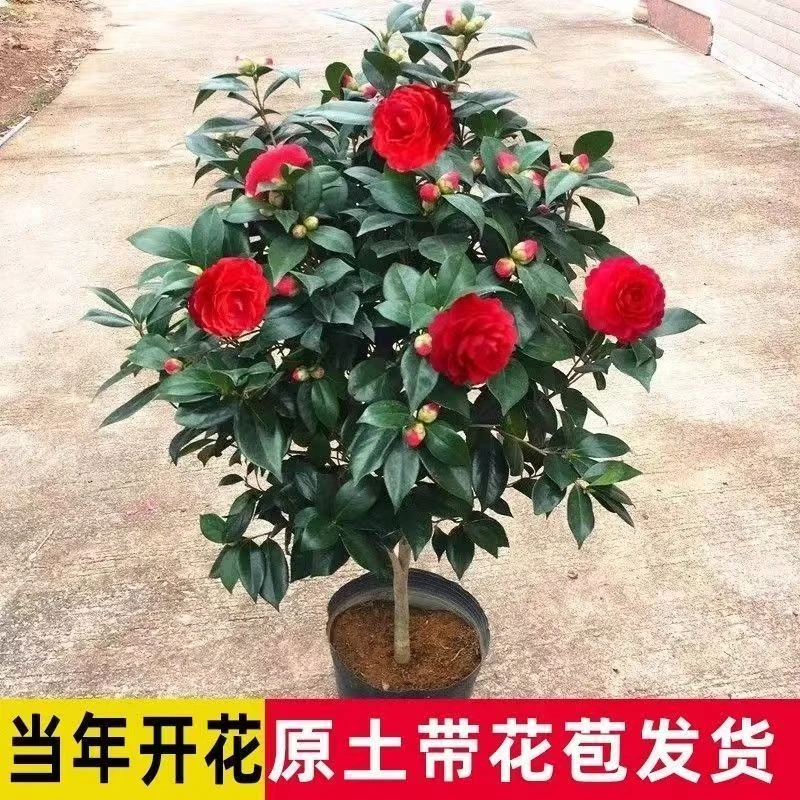 重瓣带花苞茶花盆栽树苗红色赤丹山茶花花卉绿植室内庭院耐寒