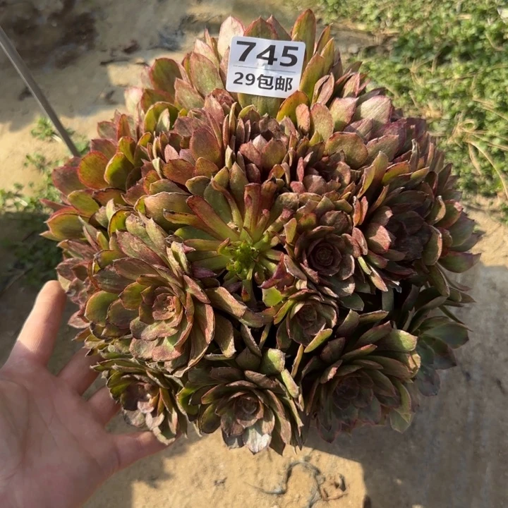 红丝绒……多肉植物……