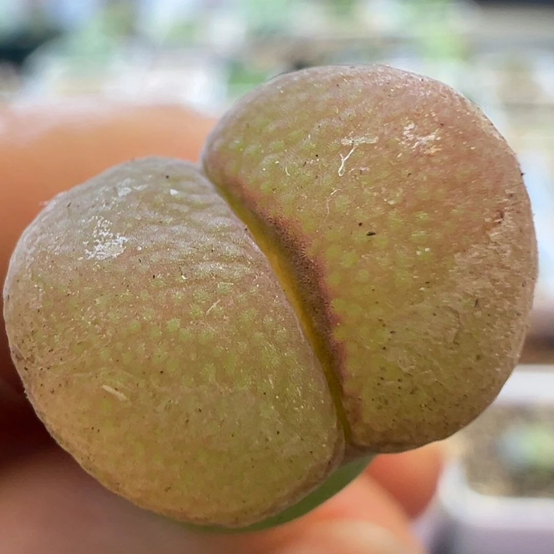 粉粉大窗 肉锥植物