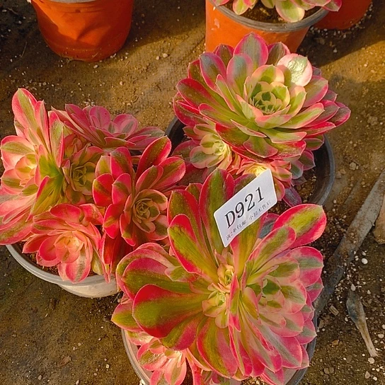 921女巫多肉法师3颗