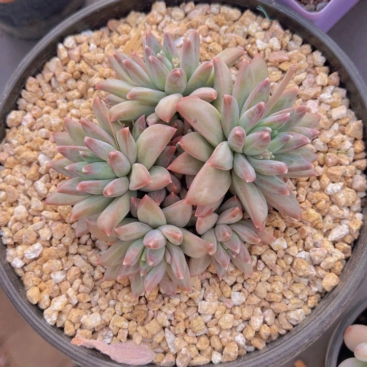 健健康康平平安安