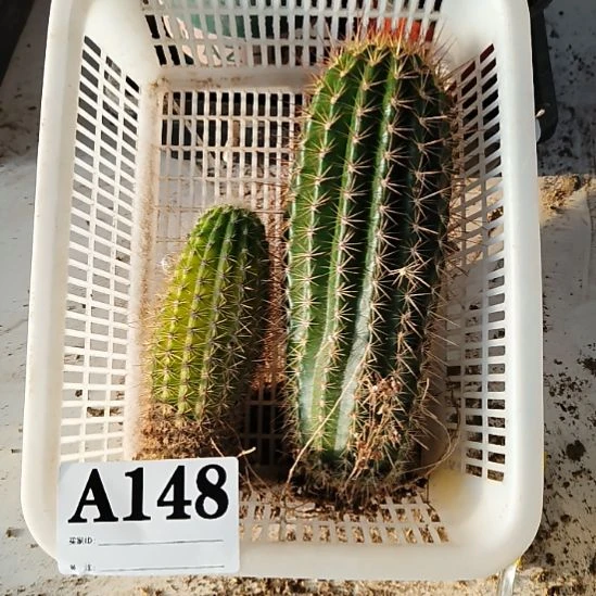 完全开放品种苗种子苗148