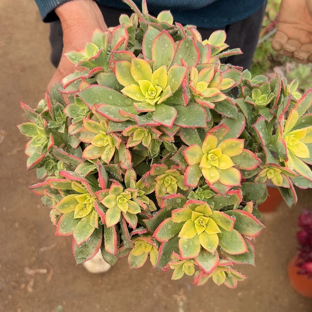 多肉植物艳日灰老庄