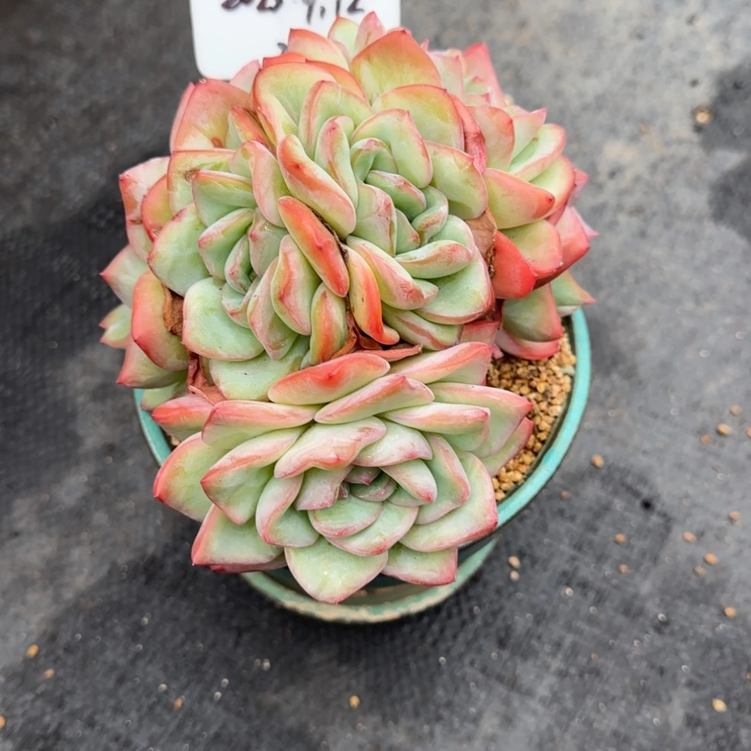 A***a一物一拍泡芙缀25