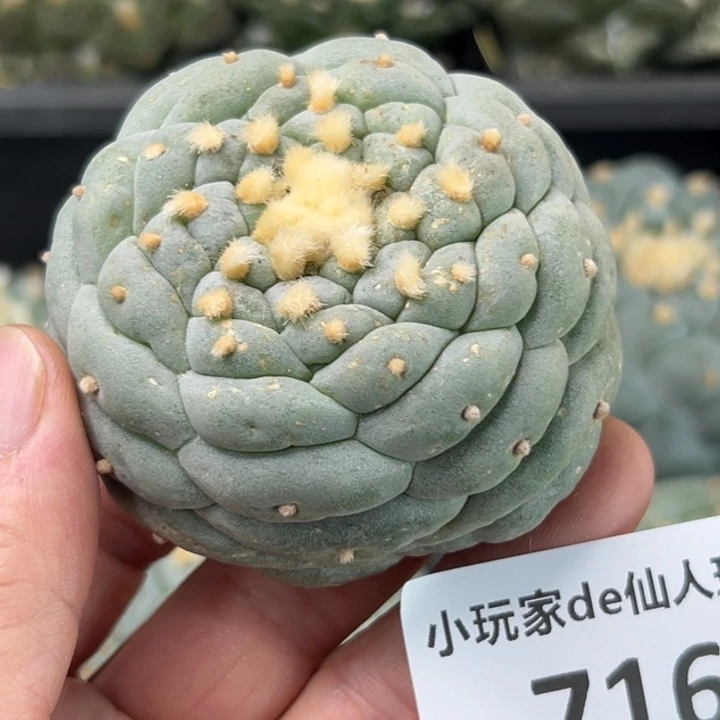 716可发货可帮发根