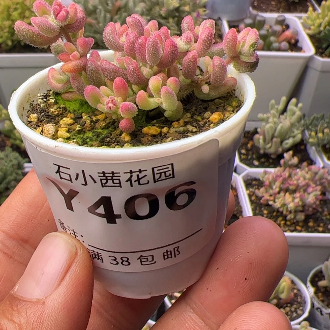 多肉植物枝干红宝石锦