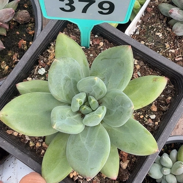 海洋之歌一物一拍379