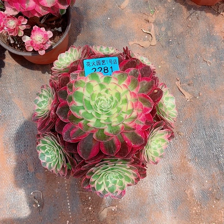 粉玉芙蓉2281多肉植物